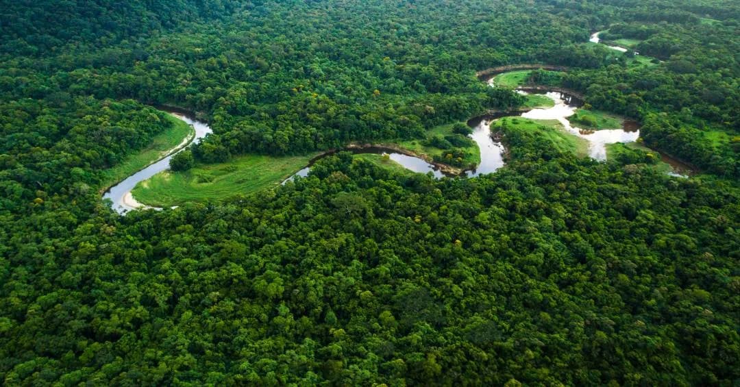 Balata-Tufari: leilão concede 266,9 mil hectares por 35 anos